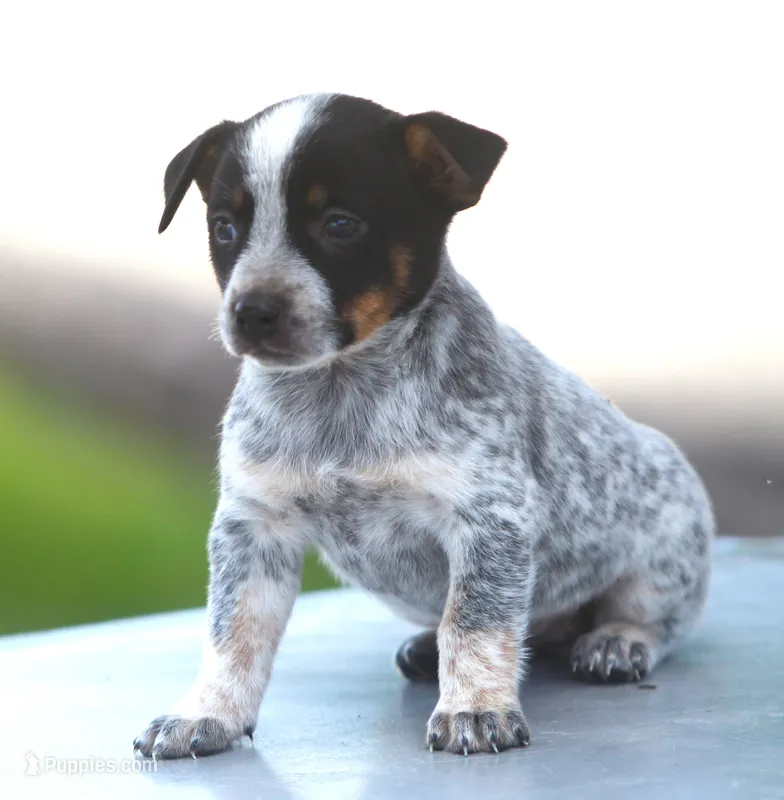 Bonny – Rat Terrier, Australian Cattle Dog puppy for sale in Waterford, MI