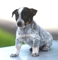 Bonny, a female Rat Terrier and Australian Cattle Dog for sale in Waterford, MI – 1 of 9