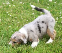 Bonnie, a female Miniature Aussiedoodle for sale in Waterford, MI – 3 of 4