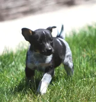 Lily, a female Jack Russell Terrier and Australian Cattle Dog for sale in Waterford, MI – 7 of 8