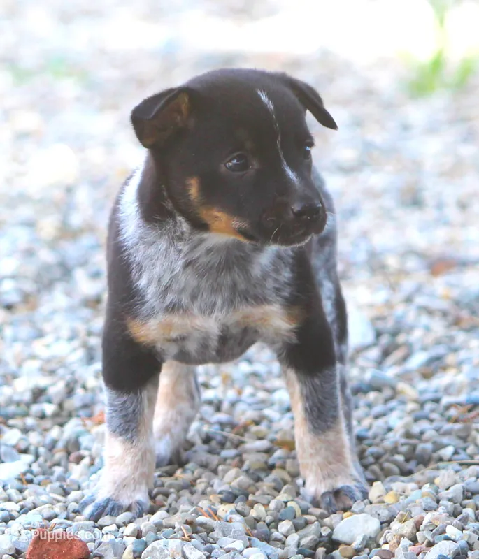 Lily – Rat Terrier, Australian Cattle Dog puppy for sale in Waterford, MI