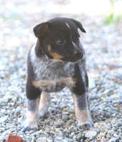 Lily, a female Rat Terrier and Australian Cattle Dog for sale in Waterford, MI – 5 of 8