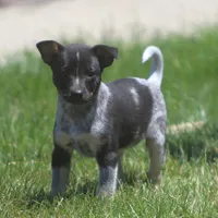 Lily, a female Jack Russell Terrier and Australian Cattle Dog for sale in Waterford, MI – 8 of 8