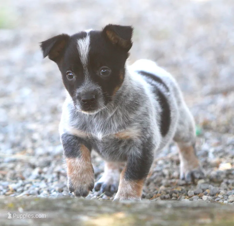 Bucky – Jack Russell Terrier, Australian Cattle Dog puppy for sale in Waterford, MI