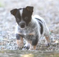 Bucky, a male Rat Terrier and Australian Cattle Dog for sale in Waterford, MI – 6 of 7