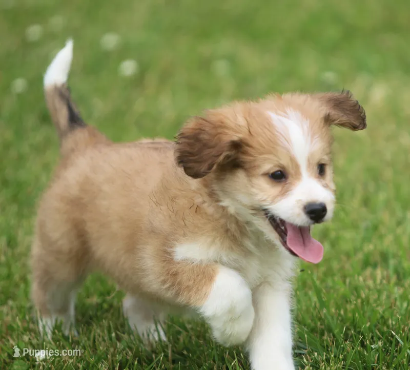 Mickey – Miniature Aussiedoodle puppy for sale in Waterford, MI