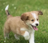 Mickey, a male Miniature Aussiedoodle for sale in Waterford, MI – 1 of 3