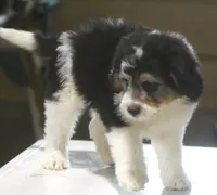 Harry, a male Miniature Aussiedoodle for sale in Waterford, MI – 3 of 7