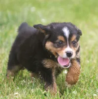 Luke, a male Miniature Aussiedoodle for sale in Waterford, MI – 2 of 4