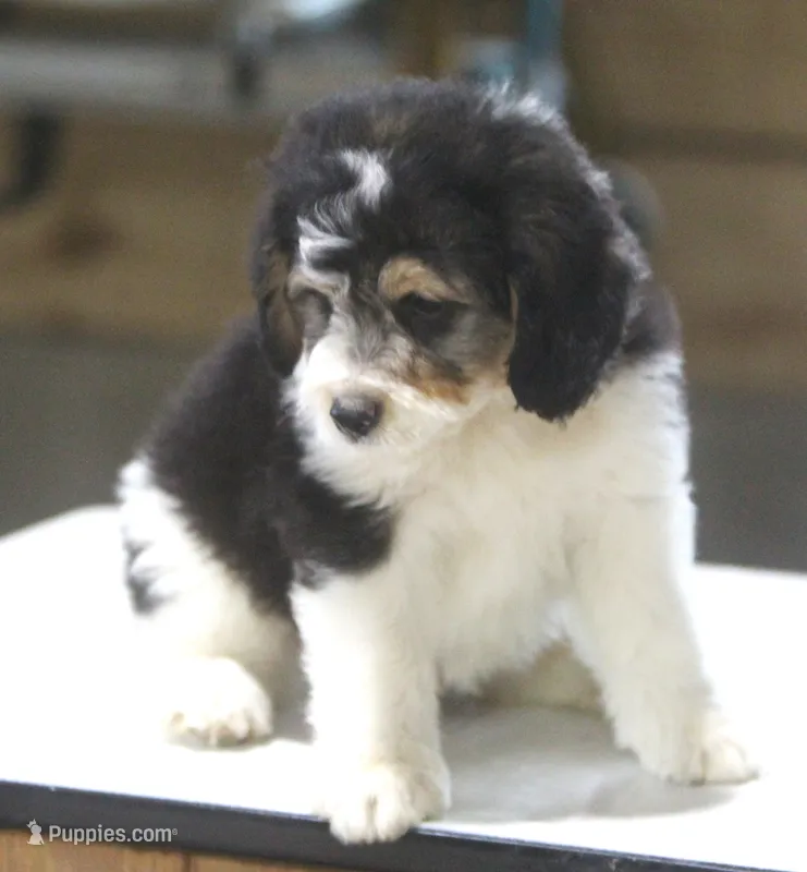 Harry – Miniature Aussiedoodle puppy for sale in Waterford, MI