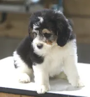 Harry, a male Miniature Aussiedoodle for sale in Waterford, MI – 1 of 7