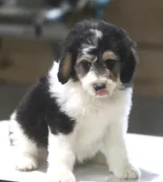 Harry, a male Miniature Aussiedoodle for sale in Waterford, MI – 5 of 7