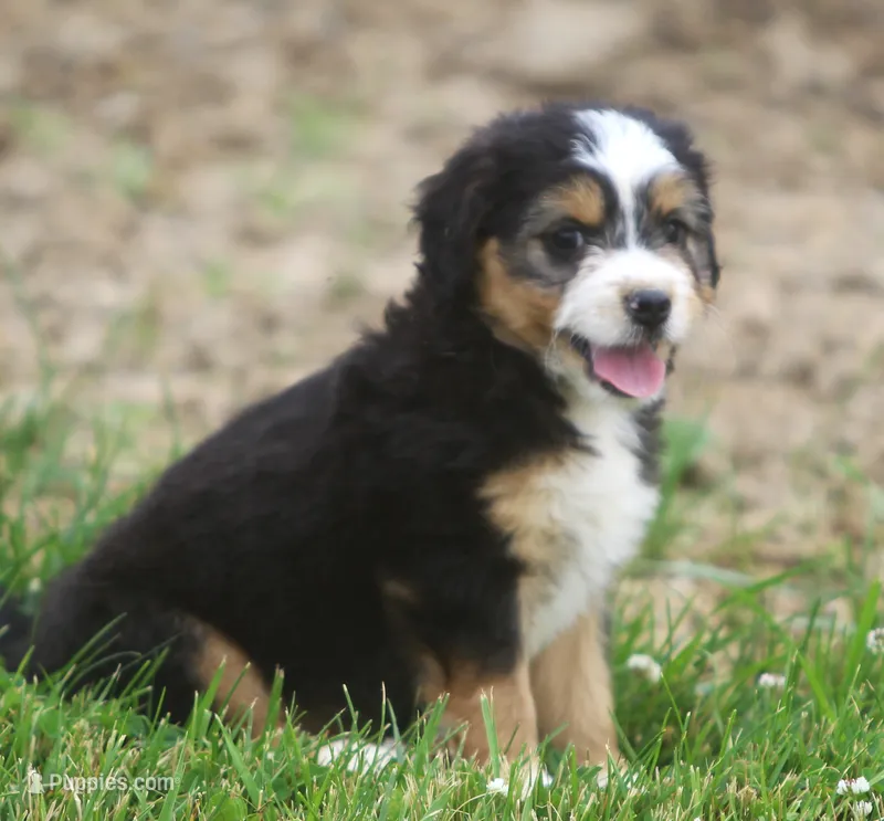 LuLu – Miniature Aussiedoodle puppy for sale in Waterford, MI