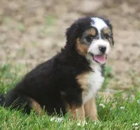 LuLu, a female Miniature Aussiedoodle for sale in Waterford, MI – 1 of 3