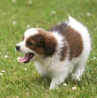 Millie, a female Miniature Aussiedoodle for sale in Waterford, MI – 4 of 5