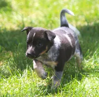 Lily, a female Rat Terrier and Australian Cattle Dog for sale in Waterford, MI – 6 of 8
