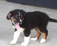 Sammy, a male Miniature Aussiedoodle for sale in Waterford, MI – 3 of 5