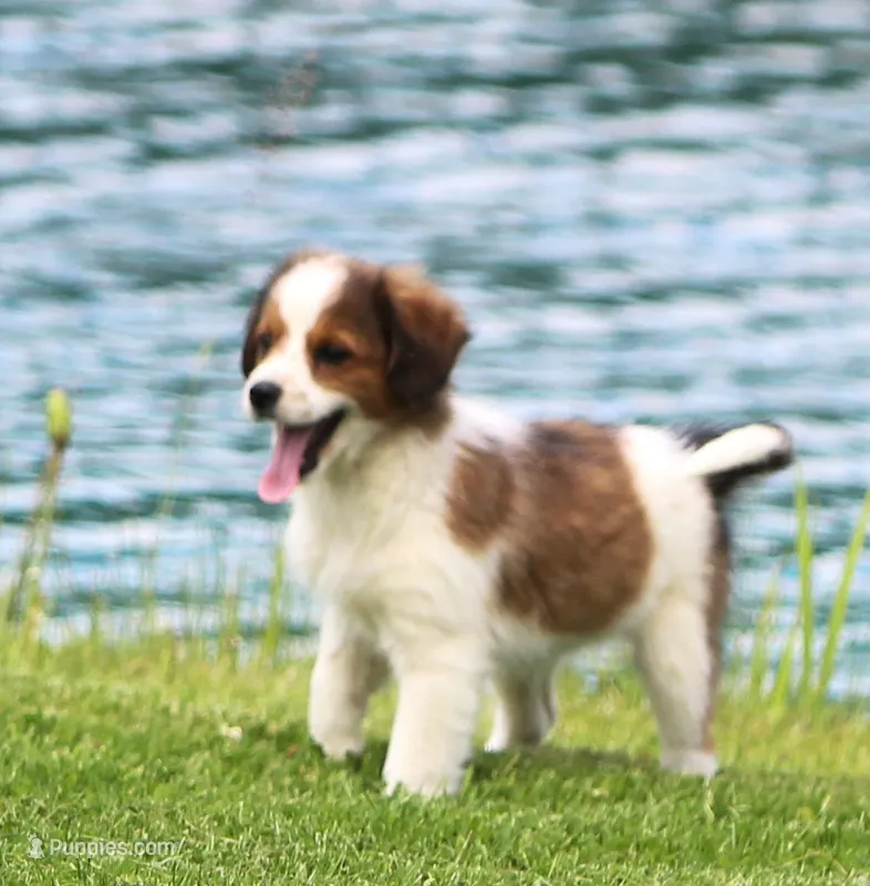 Milllie – Miniature Aussiedoodle puppy for sale in Waterford, MI