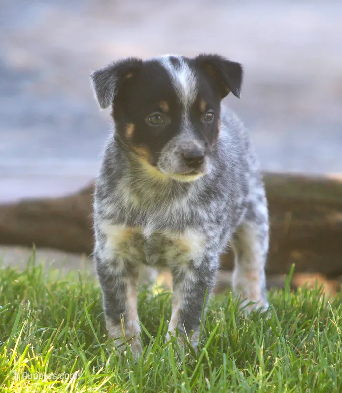 Benny – Rat Terrier, Australian Cattle Dog puppy for sale in Waterford, MI
