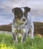 Benny, a male Rat Terrier and Australian Cattle Dog for sale in Waterford, MI – 1 of 6