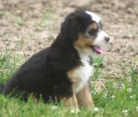 LuLu, a female Miniature Aussiedoodle for sale in Waterford, MI – 2 of 3