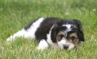 Harry, a male Miniature Aussiedoodle for sale in Waterford, MI – 7 of 7