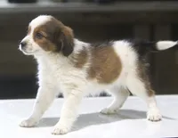 Millie, a female Miniature Aussiedoodle for sale in Waterford, MI – 5 of 5