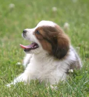 Millie, a female Miniature Aussiedoodle for sale in Waterford, MI – 3 of 5