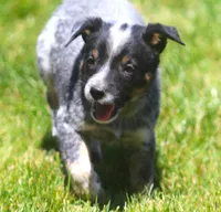 Benny, a male Rat Terrier and Australian Cattle Dog for sale in Waterford, MI – 2 of 6