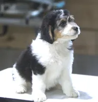 Harry, a male Miniature Aussiedoodle for sale in Waterford, MI – 4 of 7