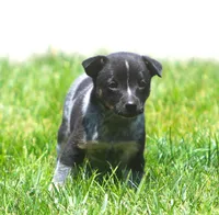 Lily, a female Rat Terrier and Australian Cattle Dog for sale in Waterford, MI – 4 of 8