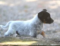 Bucky, a male Rat Terrier and Australian Cattle Dog for sale in Waterford, MI – 7 of 7