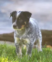 Benny, a male Rat Terrier and Australian Cattle Dog for sale in Waterford, MI – 3 of 6