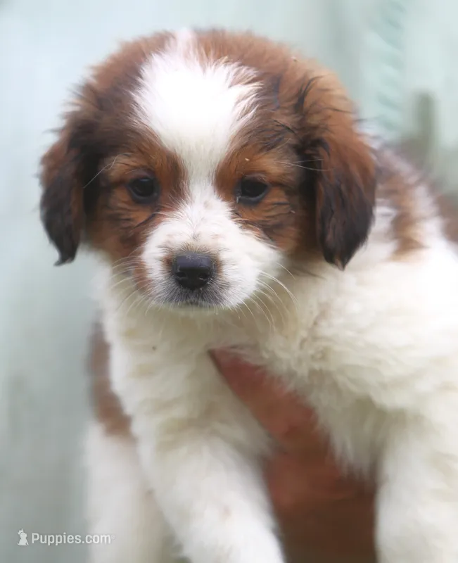 Millie – Miniature Aussiedoodle puppy for sale in Waterford, MI