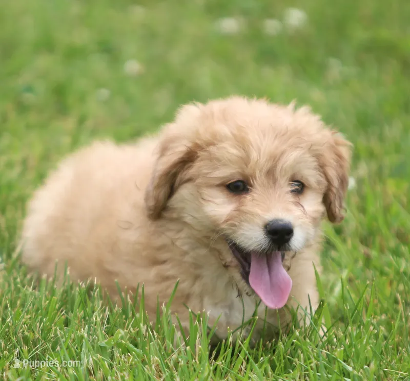 Susie – Miniature Aussiedoodle puppy for sale in Waterford, MI