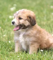 Tiger, a male Miniature Aussiedoodle for sale in Waterford, MI – 2 of 3