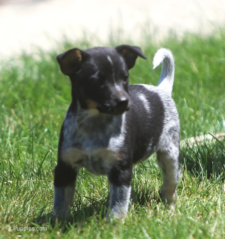 Lily – Rat Terrier, Australian Cattle Dog puppy for sale in Waterford, MI