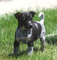 Lily, a female Jack Russell Terrier and Australian Cattle Dog for sale in Waterford, MI – 1 of 8