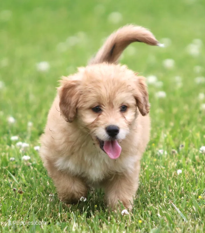 Susie – Miniature Aussiedoodle puppy for sale in Waterford, MI