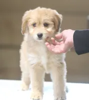 Susie, a female Miniature Aussiedoodle for sale in Waterford, MI – 2 of 5