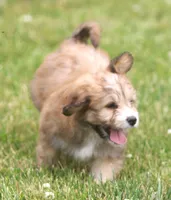 Tiger, a male Miniature Aussiedoodle for sale in Waterford, MI – 3 of 3