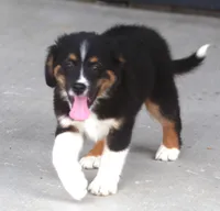 Sammy, a male Miniature Aussiedoodle for sale in Waterford, MI – 1 of 5