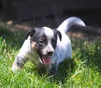 Blu, a male Australian Cattle Dog for sale in Waterford, MI – 5 of 5