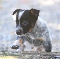 Bucky, a male Rat Terrier and Australian Cattle Dog for sale in Waterford, MI – 4 of 7