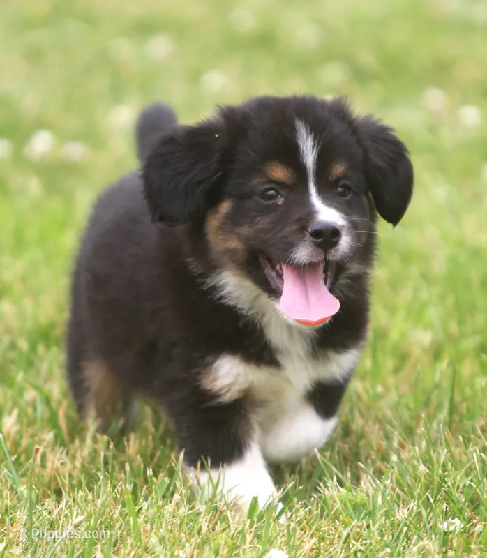 Lucy – Miniature Aussiedoodle puppy for sale in Waterford, MI