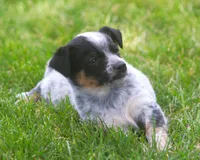 Bonny, a female Rat Terrier and Australian Cattle Dog for sale in Waterford, MI – 7 of 9