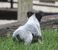 Bucky, a male Rat Terrier and Australian Cattle Dog for sale in Waterford, MI – 2 of 7