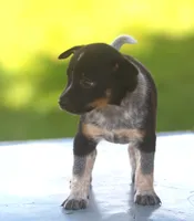 Lily, a female Rat Terrier and Australian Cattle Dog for sale in Waterford, MI – 8 of 8