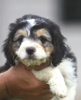 Harry, a male Miniature Aussiedoodle for sale in Waterford, MI – 6 of 7