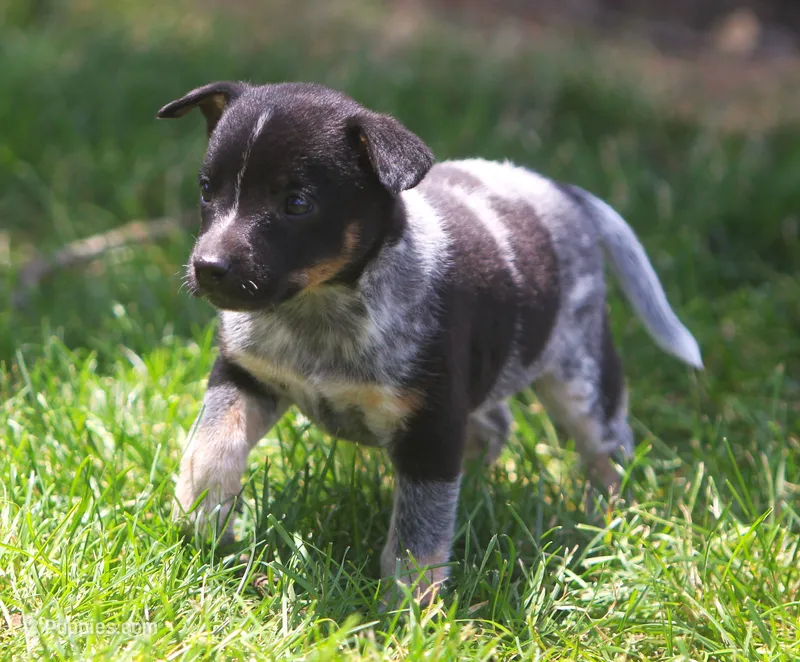 Lily – Rat Terrier, Australian Cattle Dog puppy for sale in Waterford, MI